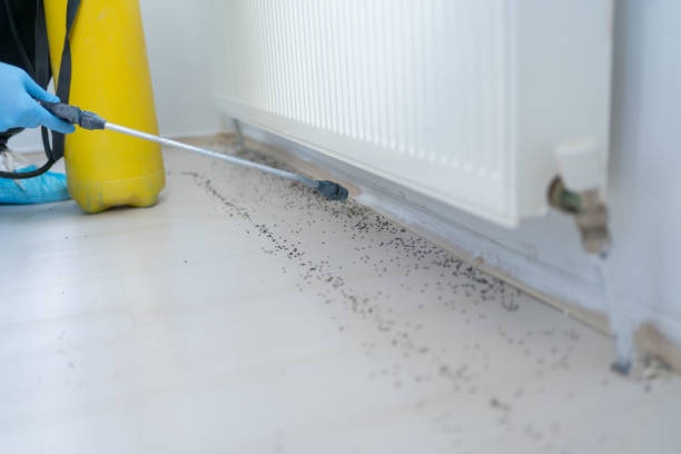 Best Pest Prevention Services  in Rutledge, GA